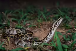 Python molurus bivittatus
