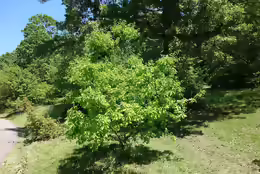 Quercus petraea