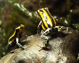 Ranitomeya lamasi