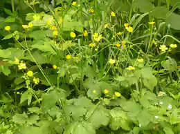 Ranunculus lanuginosus