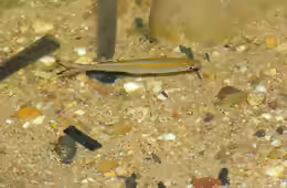 Rasbora dusonensis