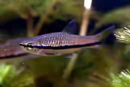 Rasbora einthovenii