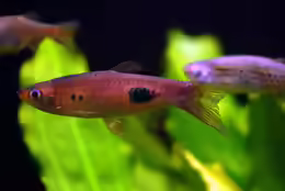 Rasbora kalochroma