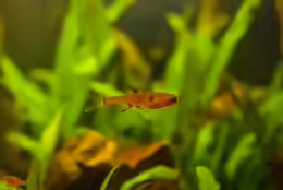 Rasbora maculata