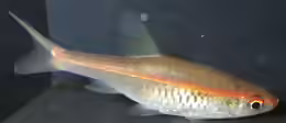 Rasbora pauciperforata