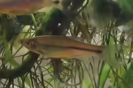 Rasbora paviana