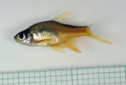 Rasbora vaterifloris