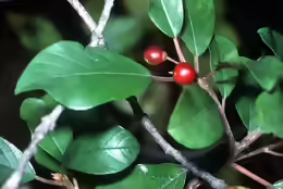 Rhamnus frangula