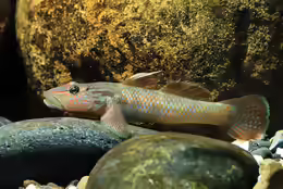 Rhinogobius formosanus