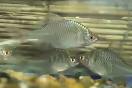 Rhodeus ocellatus