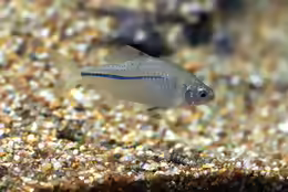 Rhodeus sinensis