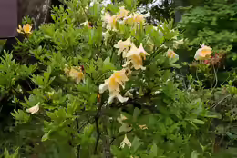 Rhododendron japonicum
