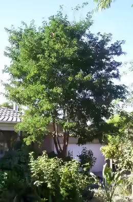 Robinia pseudoacacia