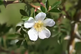 Rosa agrestis