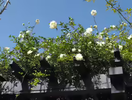 Rosa banksiae