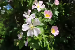 Rosa canina