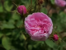 Rosa centifolia
