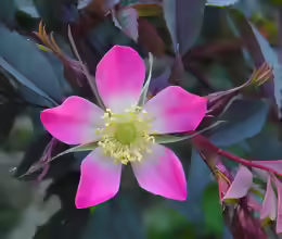 Rosa glauca