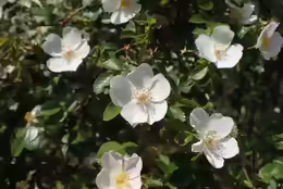 Rosa micrantha