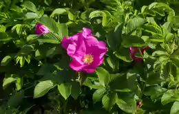 Rosa rugosa