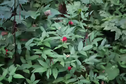Rubus illecebrosus