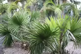 Sabal minor