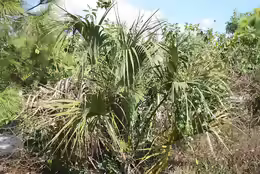 Sabal palmetto