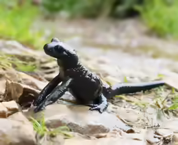 Salamandra atra