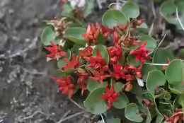 Salix herbacea