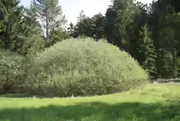Salix rosmarinifolia