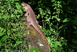 Salvator rufescens