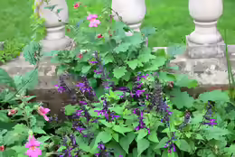 Salvia amistad