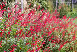 Salvia elegans