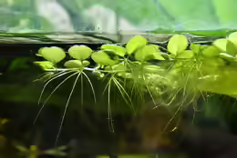 Salvinia minima