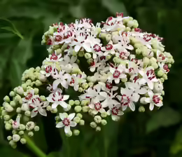 Sambucus ebulus