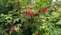 Sambucus racemosa