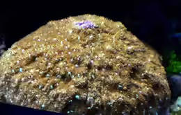Sandalolitha robusta