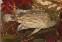 Sargochromis carlottae