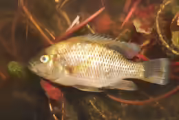 Sargochromis codringtonii