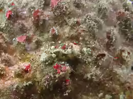 Saron neglectus