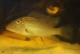 Satanoperca leucosticta