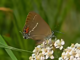 Satyrium spini
