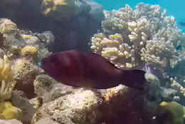 Scarus altipinnis