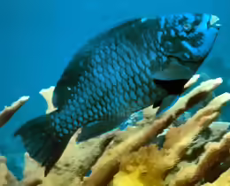 Scarus coelestinus