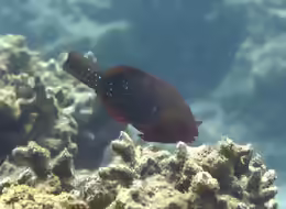 Scarus falcipinnis