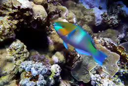 Scarus ferrugineus