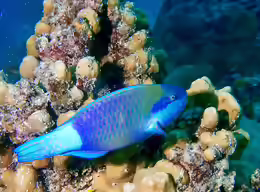 Scarus frenatus