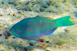 Scarus globiceps