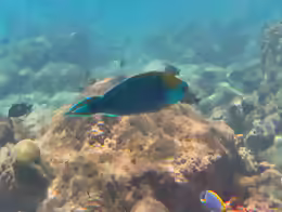 Scarus prasiognathos