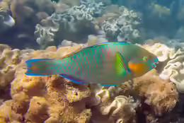 Scarus rivulatus